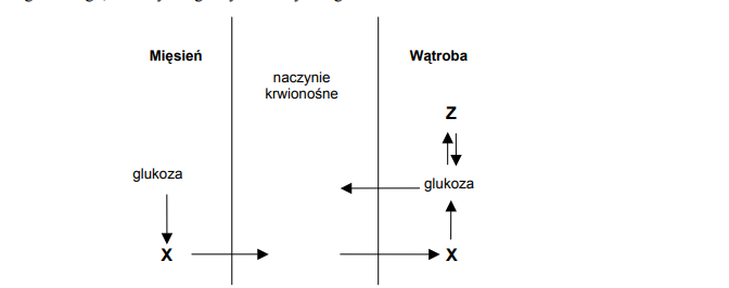 Metabolizm glukozy w mięśniach i wątrobie.