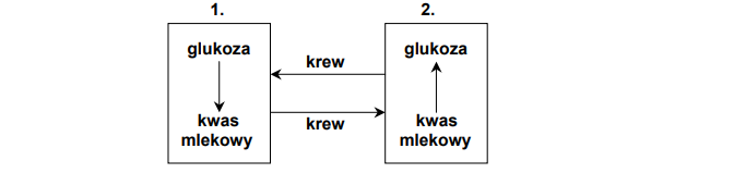 MEtabolizm glukozy i kwasu mlekowego.