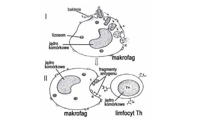 Rola makrofagów, prezentacja i fagocytowanie.