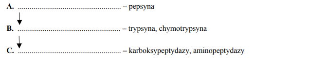Lokalizacja działania pepsyny, trypsyny, chymotrypsyny, karboksypeptydazy i aminopeptydazy.