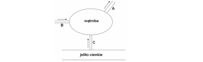 Tętnica wątrobowa. Żyła wątrobowa. Żyła wrotna.