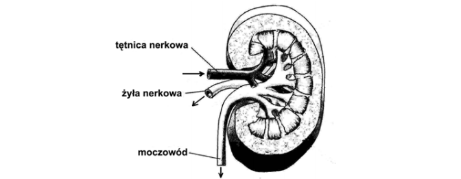 Tętnica nerkowa, żyła nerkowa, moczowód.