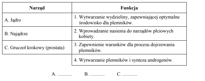 Jądro, najądrze, gruczoł krokowy (prostata).