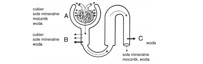 Proces filtracji w nefronie i kanalikach nerkowych.