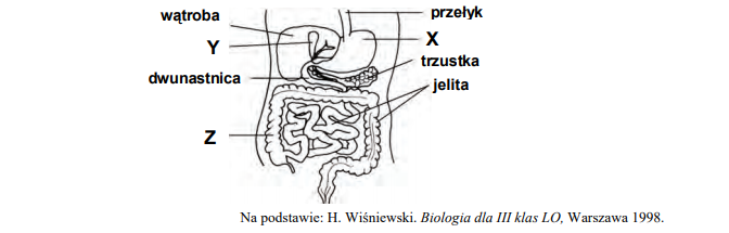 Budowa układu pokarmowego człowieka.