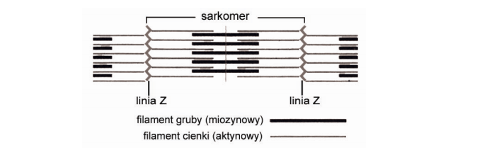 Zmiany w sarkomerze w czasie skurczu.