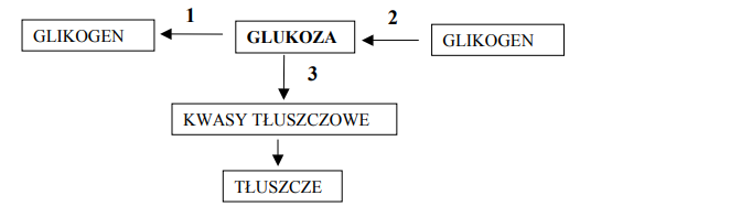 Przemiany metaboliczne w diecie ubogiej i bogatej w węglowodany.