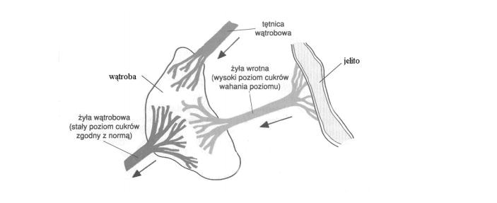 Wahania poziomu cukru w naczyniach doprowadzających i odprowadzających krew z wątroby.