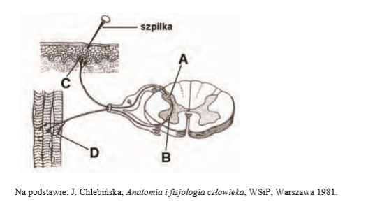 Mechanizm działania łuku odruchowego.