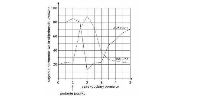 Regulacja pozimu glukozy we krwi poprzez działanie insuliny i glukagonu.