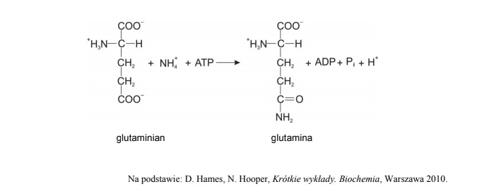 Znaczenie transportu jonów amonowych w postaci glutaminy.
