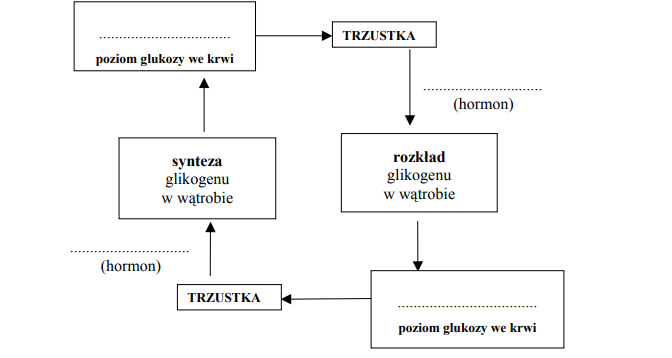 Metabolizm glikogenu w organizmie
