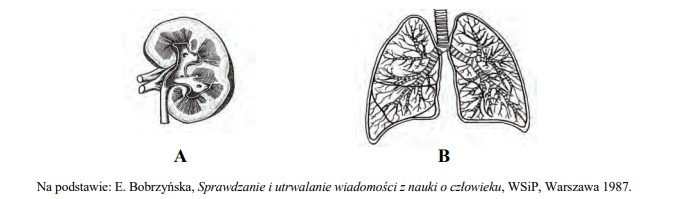 Narządy biorące udział w wydalaniu zbędnych metabolitów