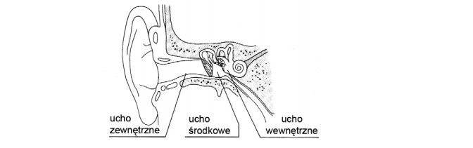 Błona bębenkowa, trąbka Eustachiusza, kanał słuchowy zewnętrzny.