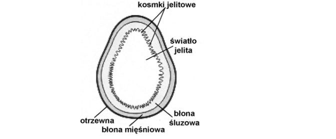 Elementy budowy układu pokarmowego.