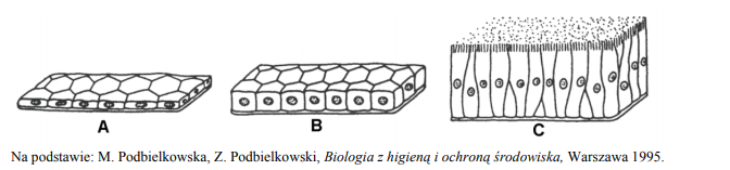 Rodzaje i budowa nabłonka jednowarstwowego.