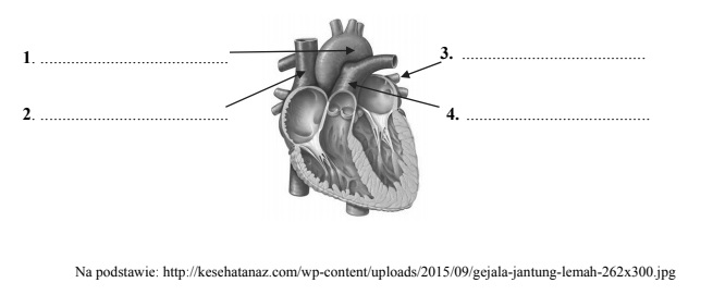 Schemat serca oraz jego naczyń krwionośnych. Aorta, pień płucny…