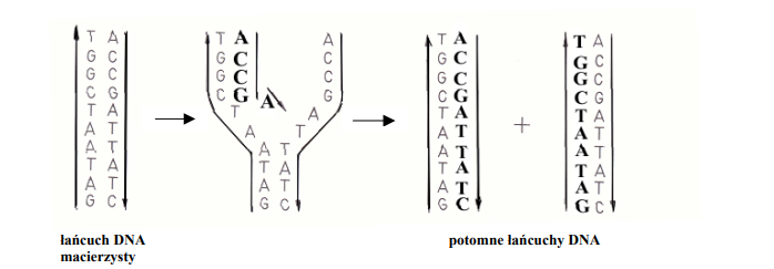 Przebieg replikacji DNA.