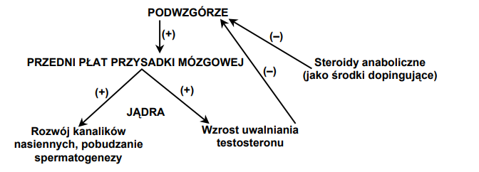 Stosowanie sterydów i ich wpływ na naturalne wydzielanie testosteronu.