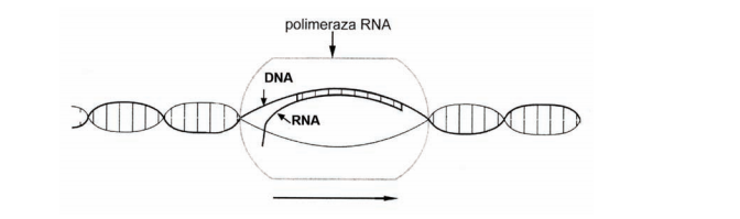 Wpływ RNA na proces biosyntezy białka.