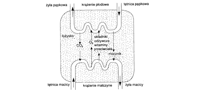 Budowa i funkcje łożyska.