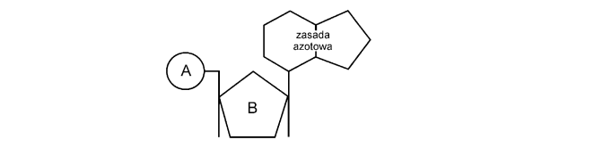 Budowa nukleotydu DNA.