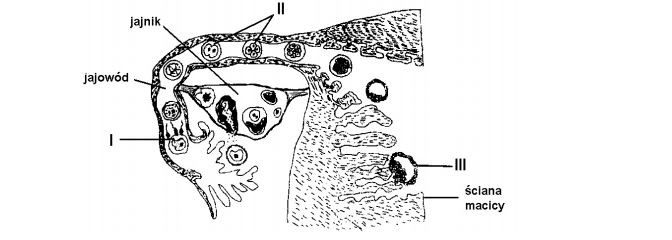 Budowa macicy, jajnika i jajowodu.