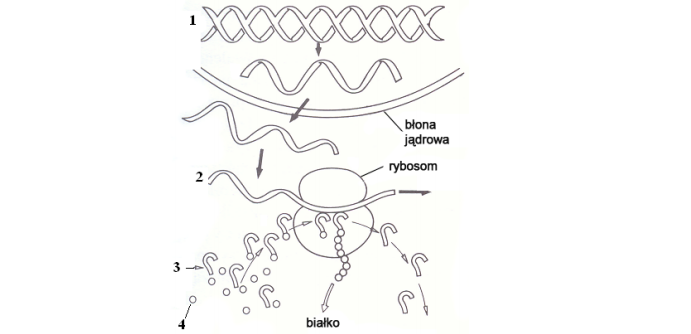 Biosynteza białka, aminokwas, mRNA, tRNA