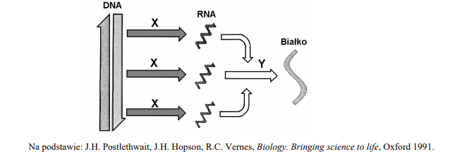 Ekspresja informacji genetycznej, od DNA do białka.