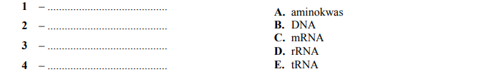 Biosynteza białka, aminokwas, mRNA, tRNA