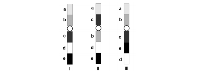 Rodzaje mutacji chromosomowych.