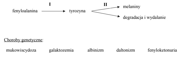 Szlak przekształceń aminokwasu fenyloalaniny.