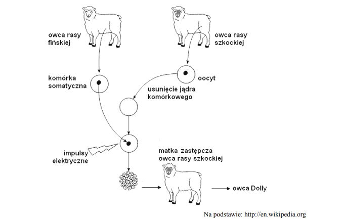 Klonowanie owcy Dolly.