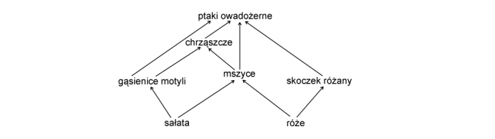 Przykład sieci pokarmowej.