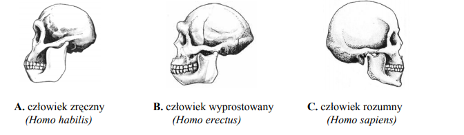 Człowiek zręczny, człowiek wyprostowany, człowiek rozumny.