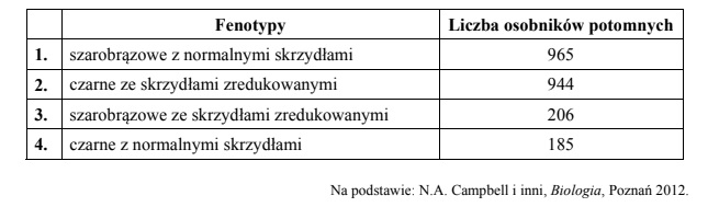 W wyniku krzyżowania muszek owocowych szarobrązowych z normalnymi skrzydłami…