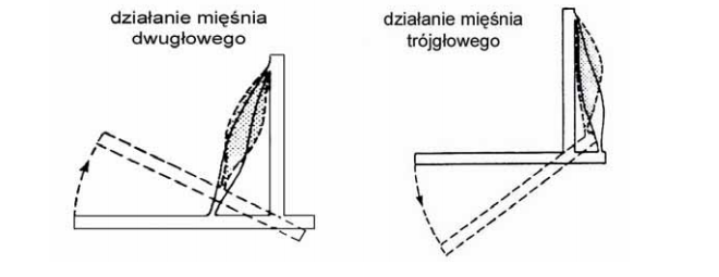 Działanie mięśnia dwugłowego i trójgłowego.