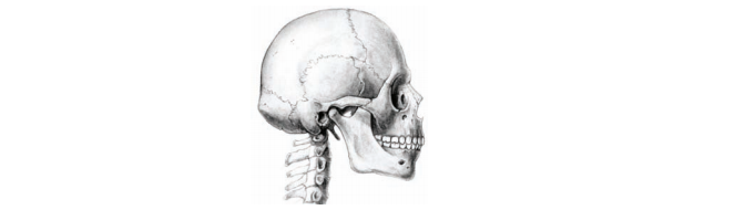 Budowa czaszki człowieka, elementy ruchome.