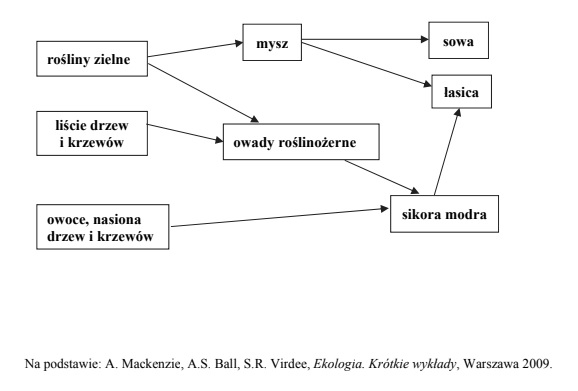 Fragment sieci troficznej w lesie liściastym.