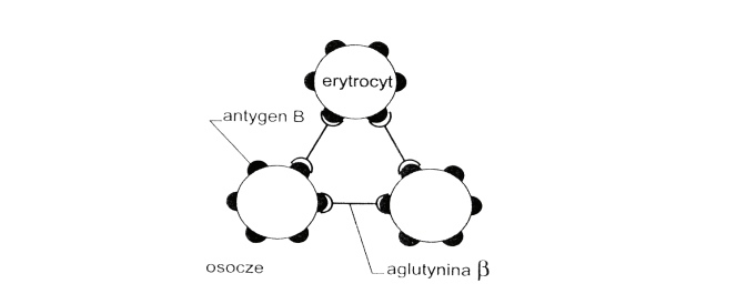 Rozpoznanie grupy krwi na podstawie antygenów powierzchniowych.