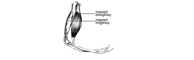 Mięsień dwugłowy i trójgłowy ramienia.
