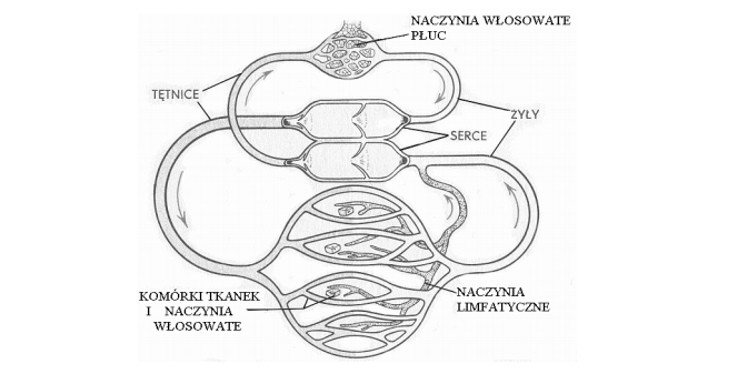 Różnica w budowie układu krwionośnego i limfatycznego.