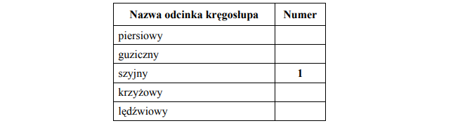 Budowa kręgosłupa człowieka. Odcinki kręgosłupa.