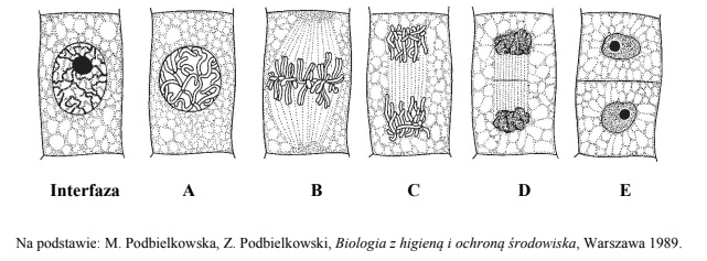 Przebieg oraz znaczenie mitozy.