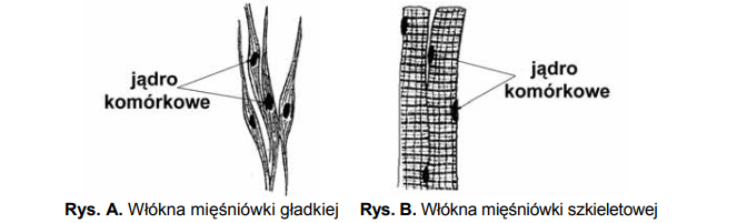 Porównanie włókna mięśniowego poprzecznie prążkowanego i gładkiego.