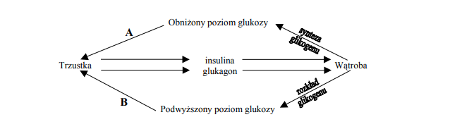 Pobudzanie wydzielania hormonów przez trzustkę.