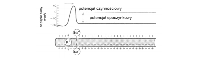 Potencjał czynnościowy i spoczynkowy w organizmie.