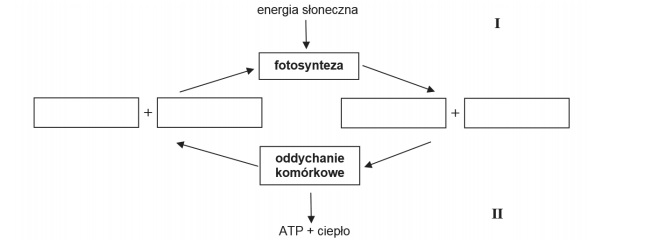 Przekształcenia zachodzące podczas przemian metabolicznych.