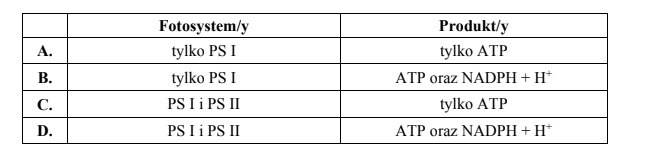 Reakcje świetlne fotosyntezy, łańcuch transportu elektronów, znaczenie fotosystemów.