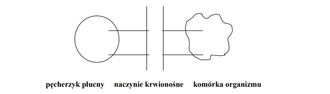 Kierunek dyfuzji tlenu w pęcherzykach płucnych.